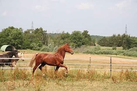 Knabstrupper Baldur Aus Der Schuetzend - Baldur 2006 billede 17