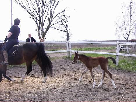 DSP Bonan-Kick - følger efter mor! billede 4