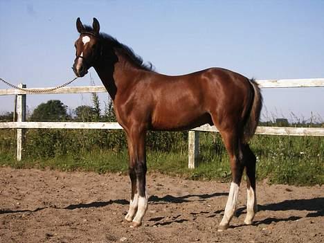 DSP Bonan-Kick - juli 06 billede 6