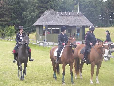 Dansk Varmblod Trobadur - Opvisning Til Ridelejr 2006 OHR .. Kikker På Noget Meget Spændende billede 2