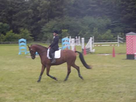 Dansk Varmblod Trobadur - Opvisning Til Ridelejr 2006 OHR.. Lidt utydeligt Billede billede 3