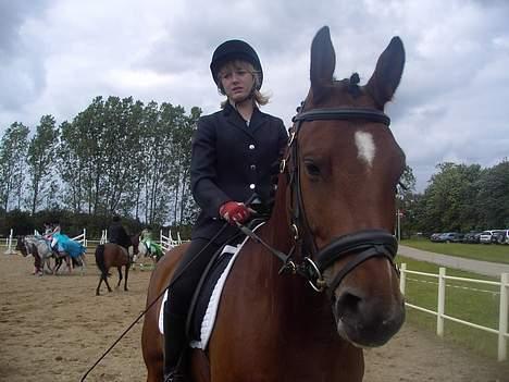 Dansk Varmblod Trobadur - Ser en Smugle Træt Ud Efter En Hård Dag med en masse Dressur ! billede 4