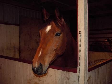 Dansk Varmblod Trobadur - Maden er På VeeJ ;) billede 5