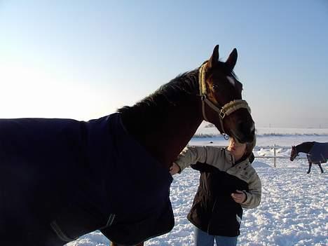 Dansk Varmblod Trobadur - Vinter 2005 billede 6