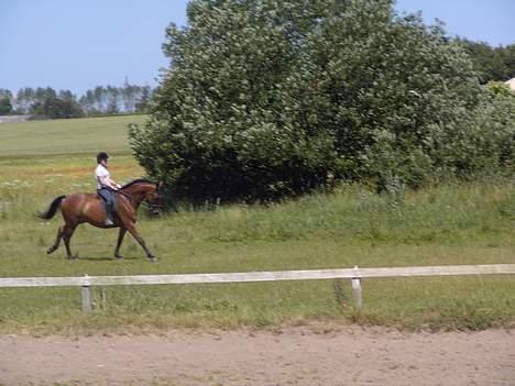 Dansk Varmblod Trobadur - Sommer 2005 .. Inden jeg fik ham hjem. billede 7