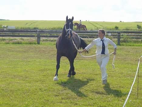 Welsh Cob (sec D) Dynamite Princess Heleea - dommeren kigger og vudere os  billede 10