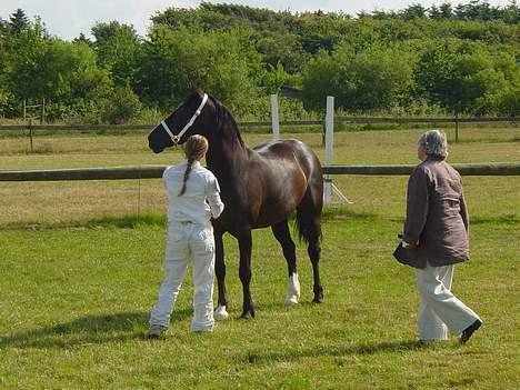 Welsh Cob (sec D) Dynamite Princess Heleea - dommeren kigger  billede 11
