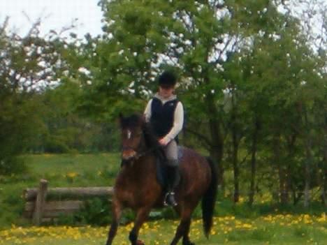 Welsh Cob (sec D) beauty billede 1