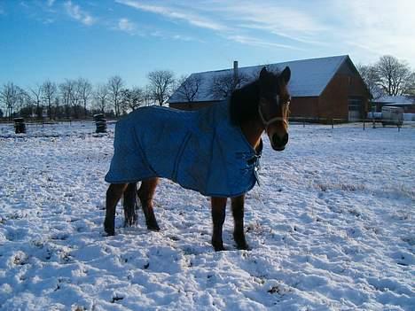 Welsh Cob (sec D) beauty billede 2