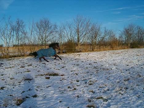 Welsh Cob (sec D) beauty billede 3