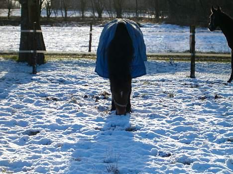Welsh Cob (sec D) beauty billede 4