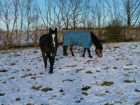 Welsh Cob (sec D) beauty billede 5