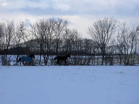 Welsh Cob (sec D) beauty billede 6
