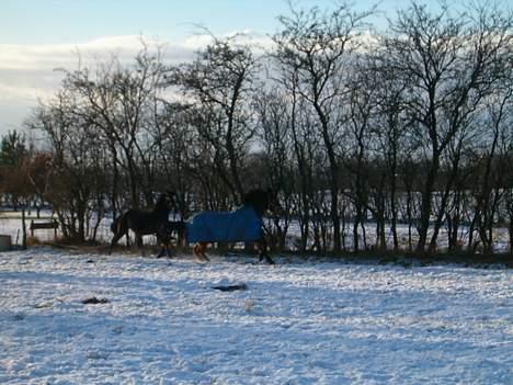 Welsh Cob (sec D) beauty billede 7