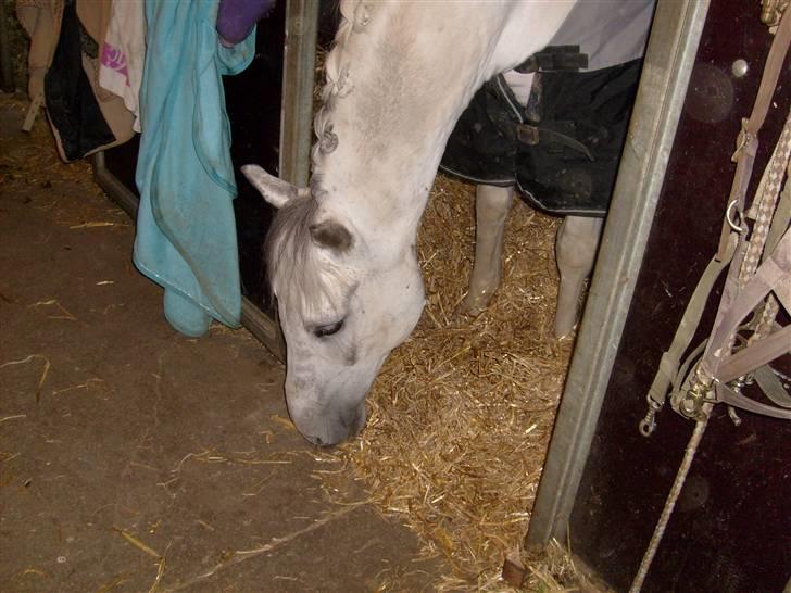 Anden særlig race Oliver - Velkommen til Tot´s profil! Læg gerne en kommentar :) billede 1