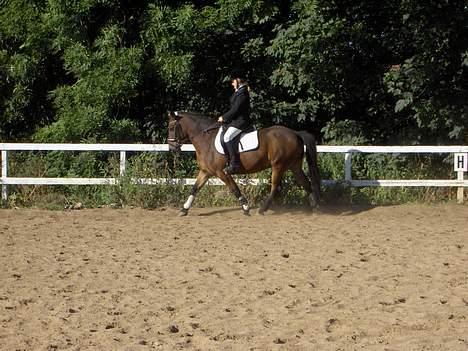 Welsh Cob (sec D) beauty billede 8