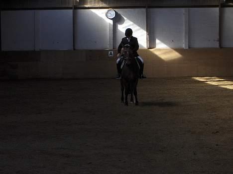 Welsh Cob (sec D) beauty billede 9