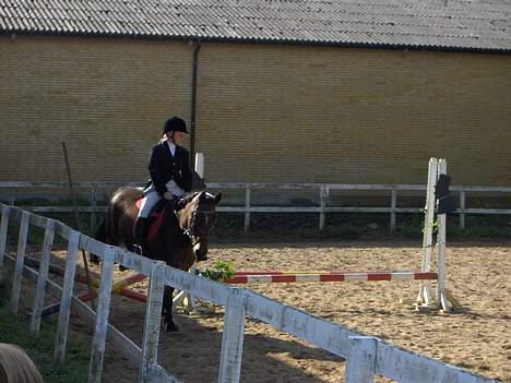 Welsh Cob (sec D) beauty billede 10