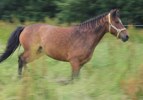 Welsh Cob (sec D) beauty billede 11