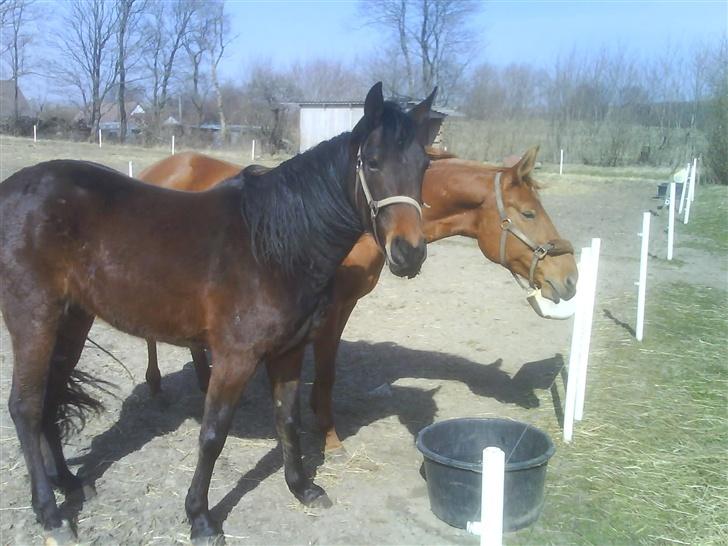 Traver Bohemo - to "vinter grimme" heste ;-) billede 6