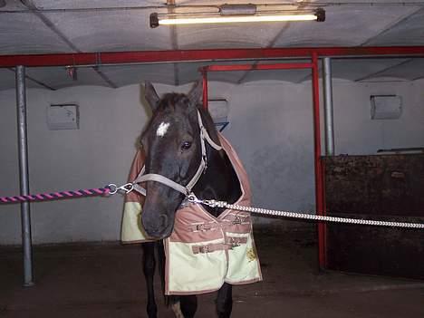 Traver Futte (profit) - der han stod før! billede 1