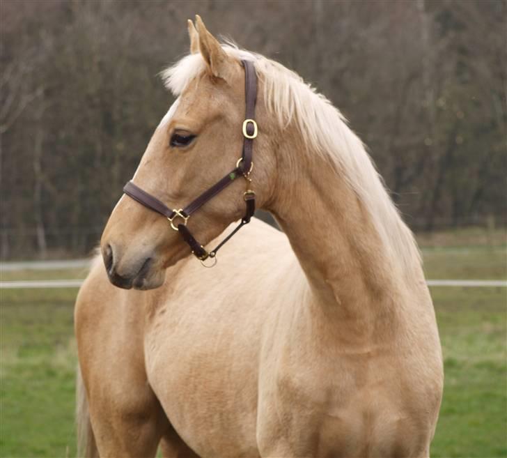 Palomino Chess Stauslykke. - Chess (d. 12 april 2008) "Julie R" billede 10