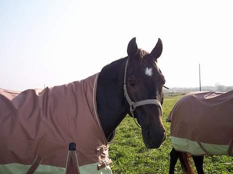 Traver Futte (profit) - Futte der hvor han stod før! billede 2