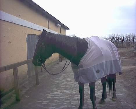 Traver Futte (profit) - der han står nu (: elsker det sted! billede 3