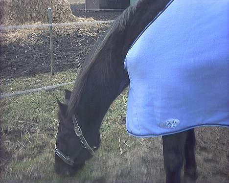 Traver Futte (profit) - mums græs! billede 5