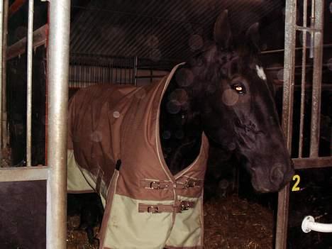 Traver Futte (profit) - der hvor han stod før billede 6