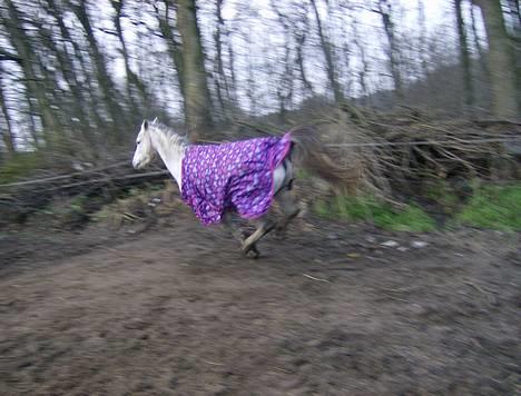 Welsh Pony (sec B) Korreborgs pedro SOLGT billede 19
