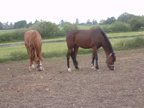 Tysk Sportspony Felix' <3' ..  - Bassen´ oq Little q; <3´ # - søde , ikke ?  billede 11