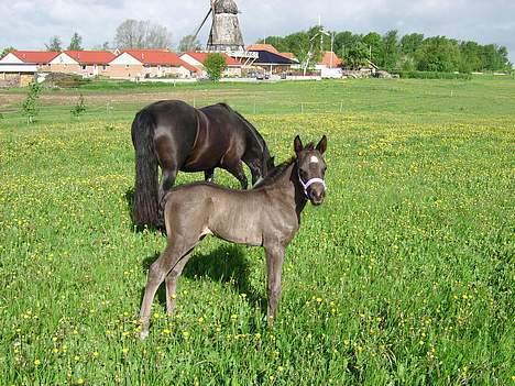 Welsh Cob (sec D) Haymos Dream of Mayflower (solgt) - Joey, d. 24 maj 2006 billede 1