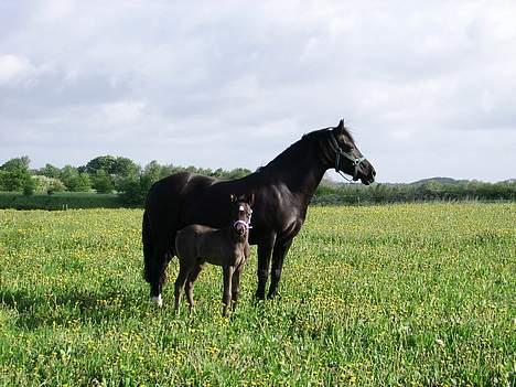 Welsh Cob (sec D) Haymos Dream of Mayflower (solgt) - Joey og mor Mayflower/Jessi billede 2