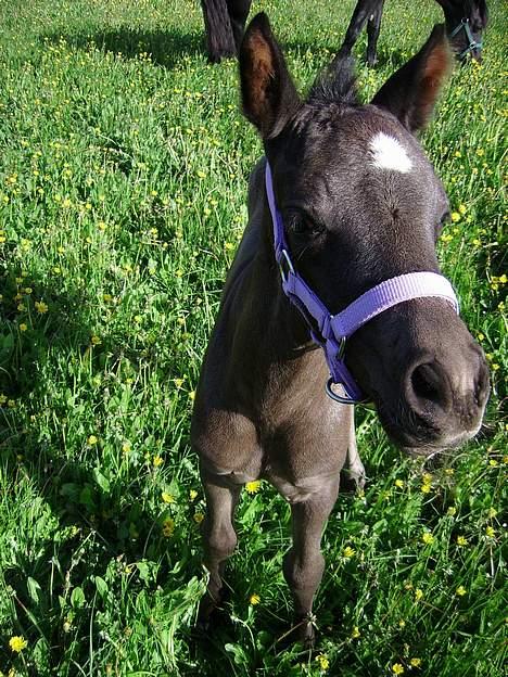 Welsh Cob (sec D) Haymos Dream of Mayflower (solgt) - Smil til kameraet!!! billede 3