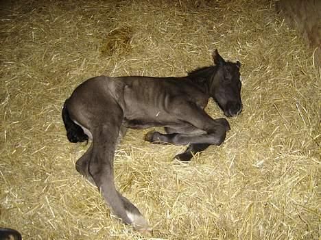 Welsh Cob (sec D) Haymos Dream of Mayflower (solgt) - Joey, 1 dag gammel billede 4