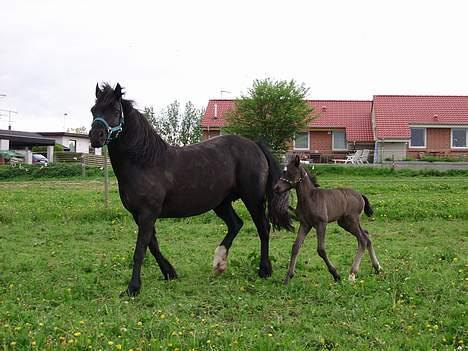 Welsh Cob (sec D) Haymos Dream of Mayflower (solgt) - Joey´s første dag på den store fold... billede 5