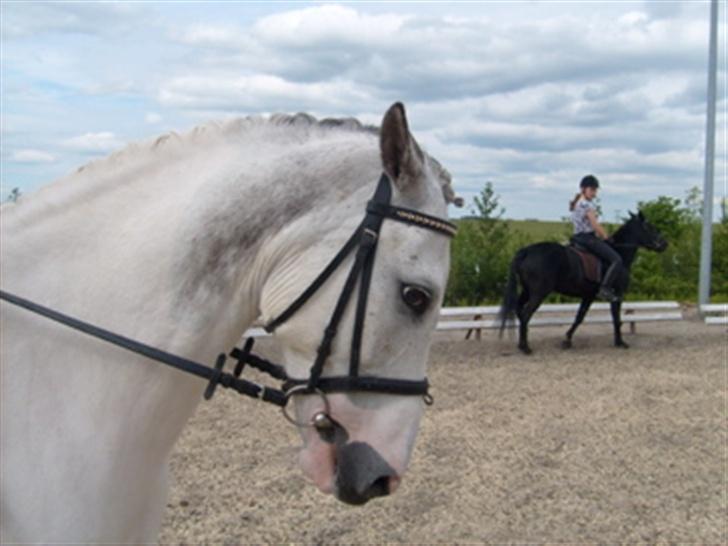 Anden særlig race Oliver - Tot :) billede 4
