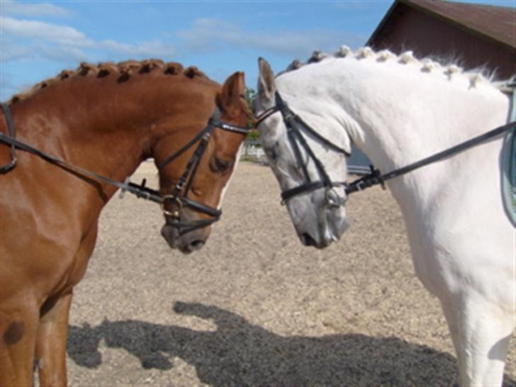 Anden særlig race Oliver - Tot og Bette :) billede 8