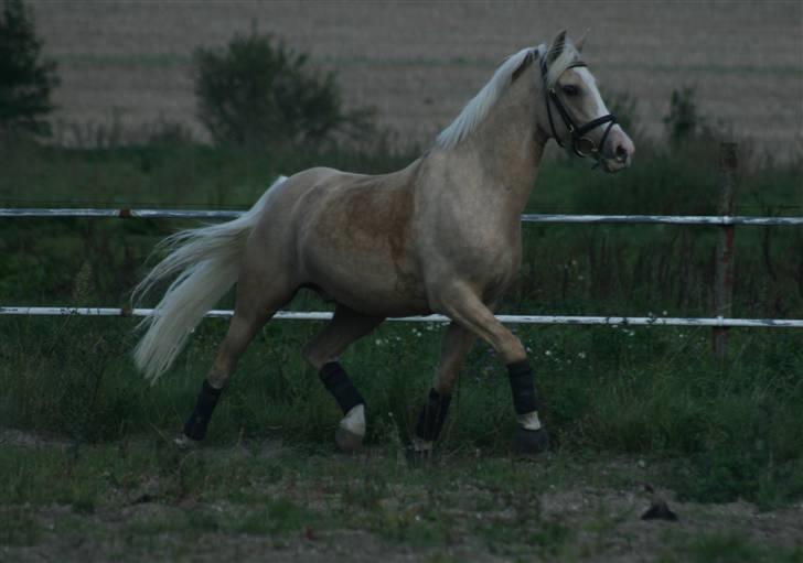 DSP Vejlebros Nico billede 2