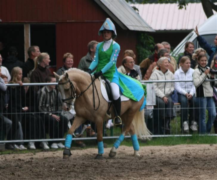 DSP Vejlebros Nico billede 6