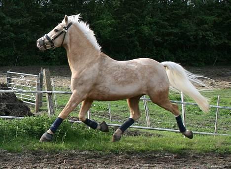 DSP Vejlebros Nico billede 8