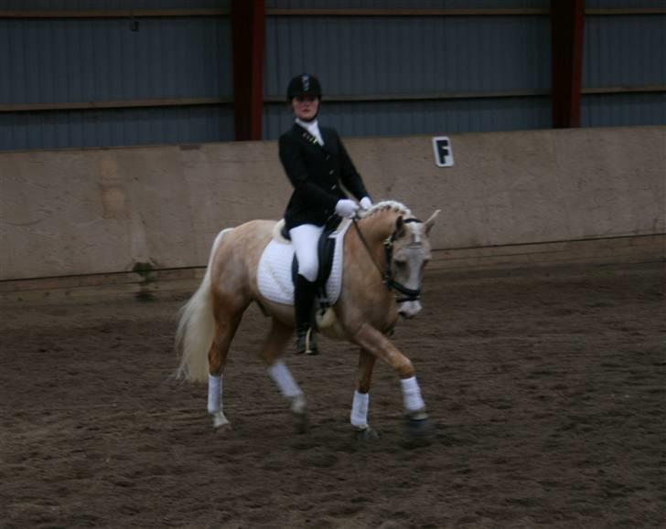 DSP Vejlebros Nico billede 12