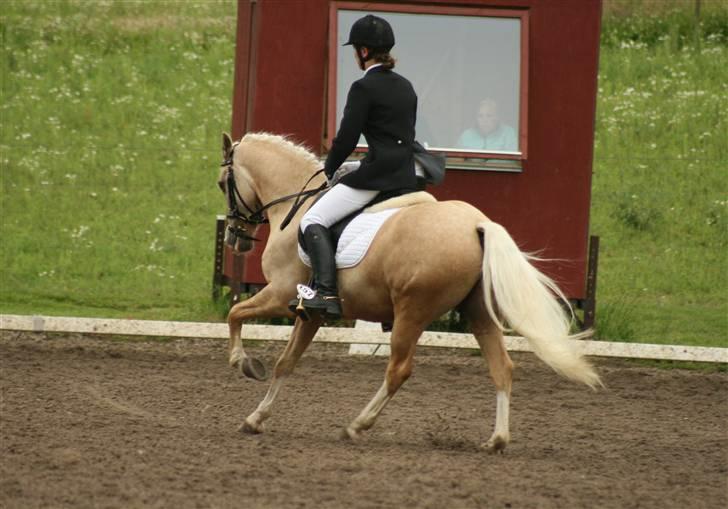 DSP Vejlebros Nico billede 14