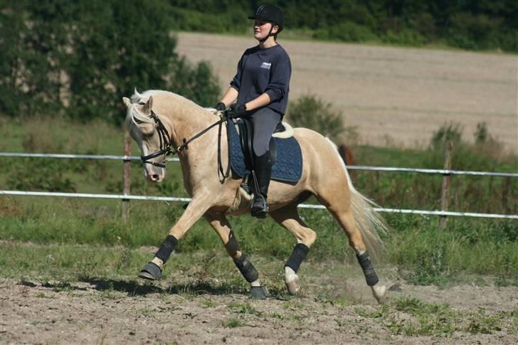 DSP Vejlebros Nico billede 15