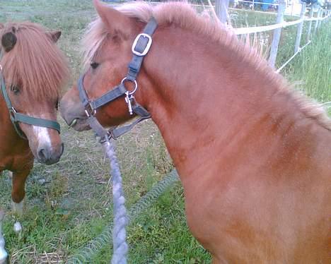 Shetlænder Tarzan!  - Halløjsa skla vi komme sammen? når nej det gør vi jo.. billede 7