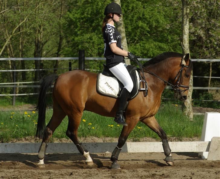 Hollandsk Sportspony Ferro - mit evige savn! - dressur - maj 2008 billede 12