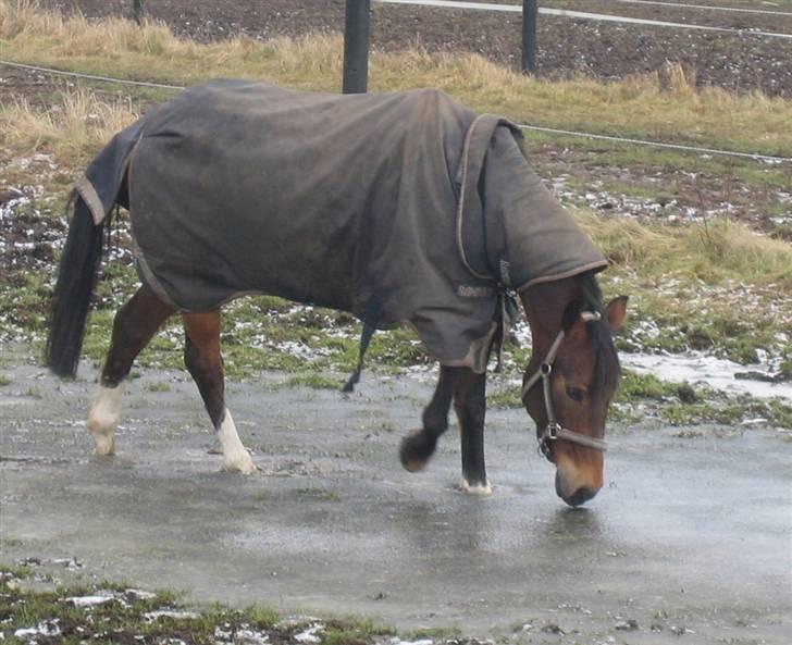 Hollandsk Sportspony Ferro - mit evige savn! - ferro springer 125 - december 2007 billede 14