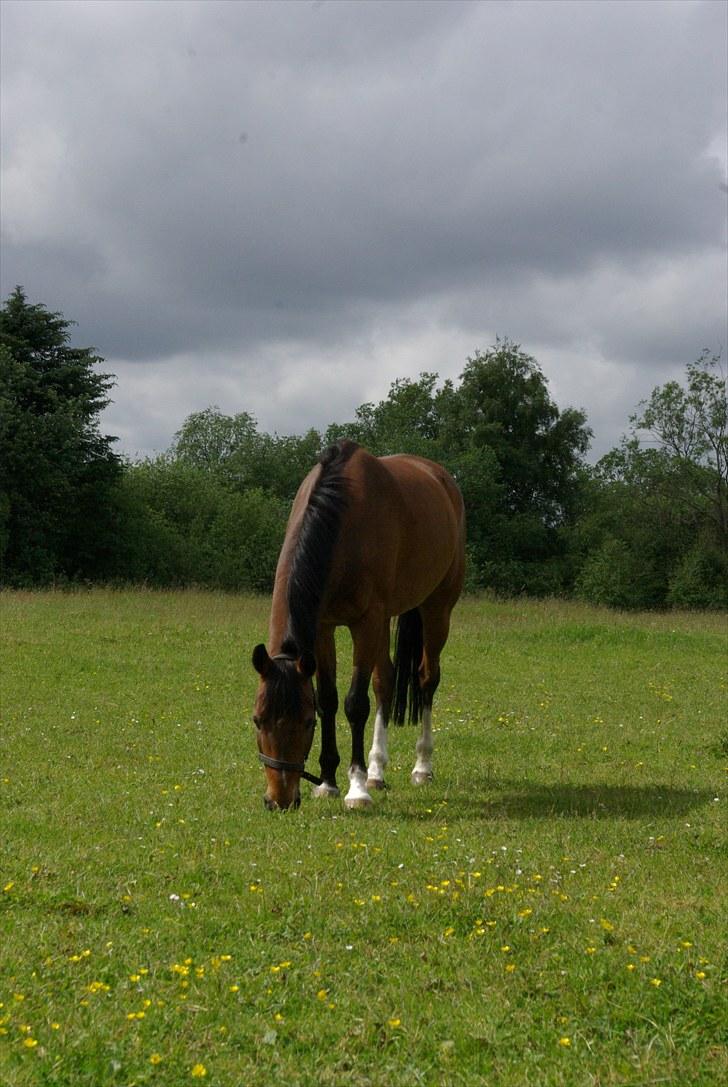 Hollandsk Sportspony Ferro - mit evige savn! billede 15