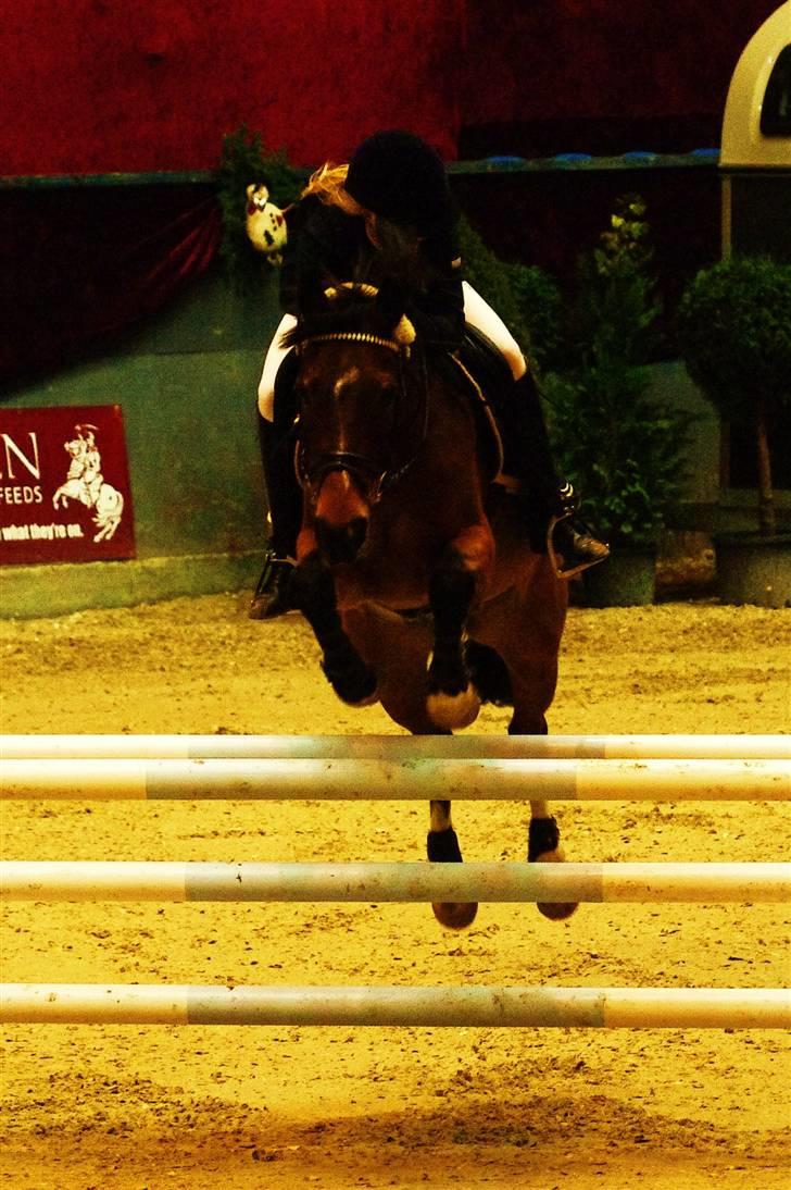 Hollandsk Sportspony Ferro - mit evige savn! - Vilhelmsborg 2009 billede 17